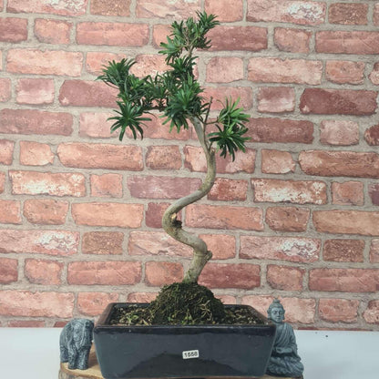 Buddhist Pine (Podocarpus Micro) Bonsai Tree | Shaped | In 30cm Pot