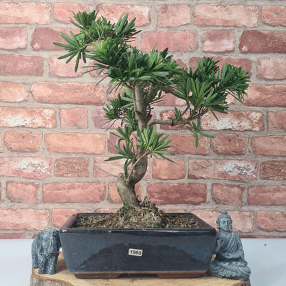 Buddhist Pine (Podocarpus Micro) Bonsai Tree | Shaped | In 25cm Pot