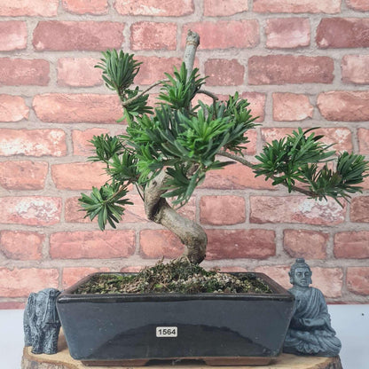 Buddhist Pine (Podocarpus Micro) Bonsai Tree | Shaped | In 25cm Pot