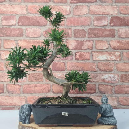 Buddhist Pine (Podocarpus Micro) Bonsai Tree | Shaped | In 25cm Pot