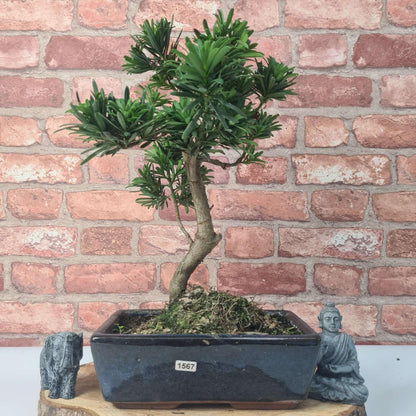 Buddhist Pine (Podocarpus Micro) Bonsai Tree | Shaped | In 30cm Pot