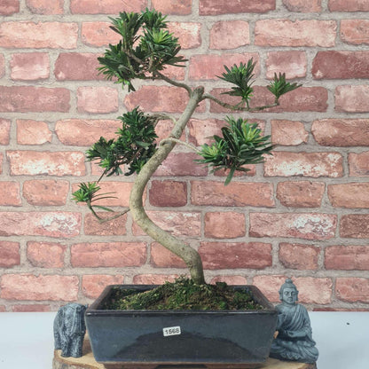 Buddhist Pine (Podocarpus Micro) Bonsai Tree | Shaped | In 25cm Pot