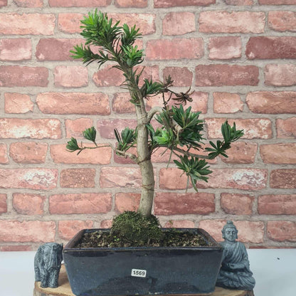 Buddhist Pine (Podocarpus Micro) Bonsai Tree | Shaped | In 25cm Pot