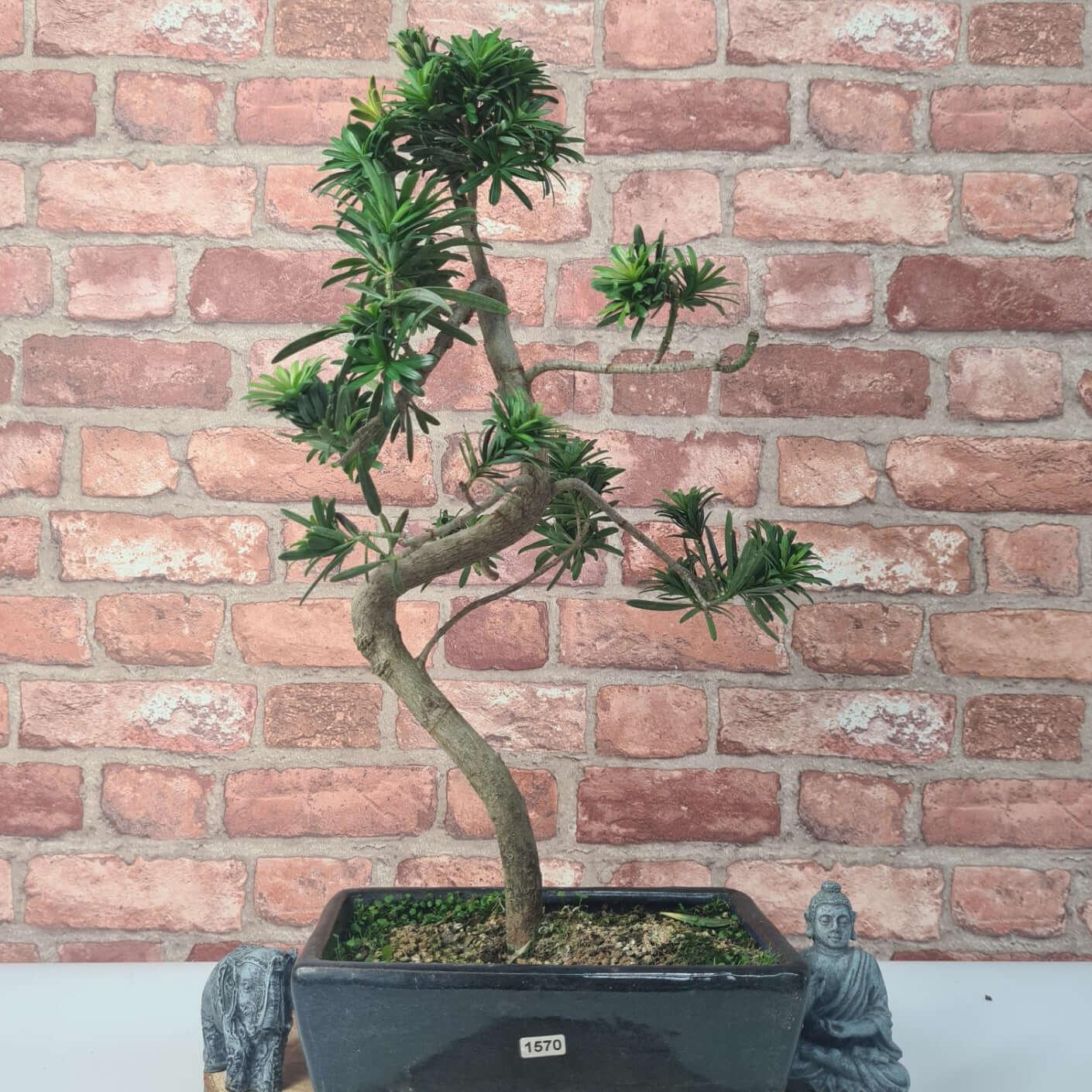 Buddhist Pine (Podocarpus Micro) Bonsai Tree | Shaped | In 25cm Pot