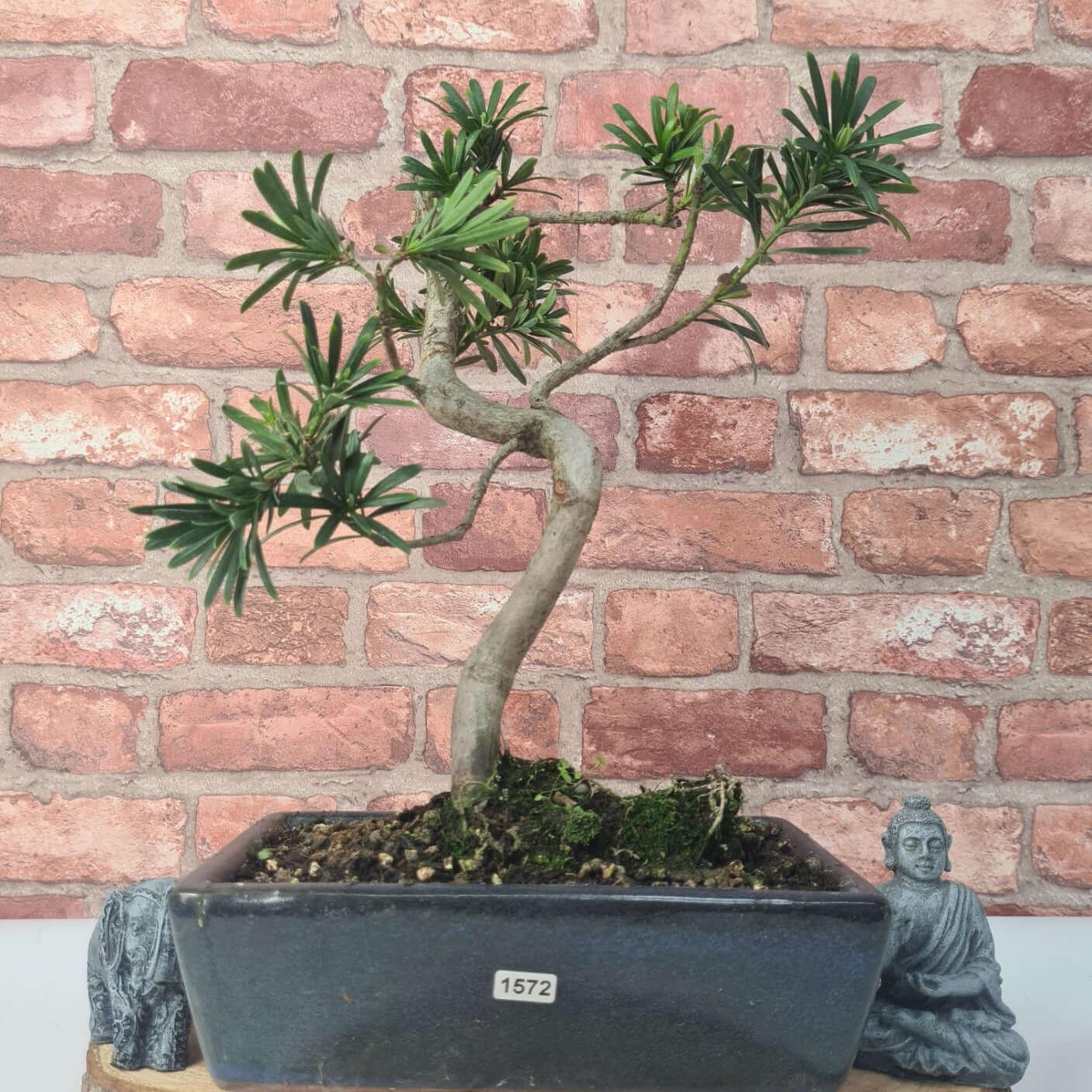 Buddhist Pine (Podocarpus Micro) Bonsai Tree | Shaped | In 30cm Pot