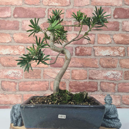 Buddhist Pine (Podocarpus Micro) Bonsai Tree | Shaped | In 30cm Pot