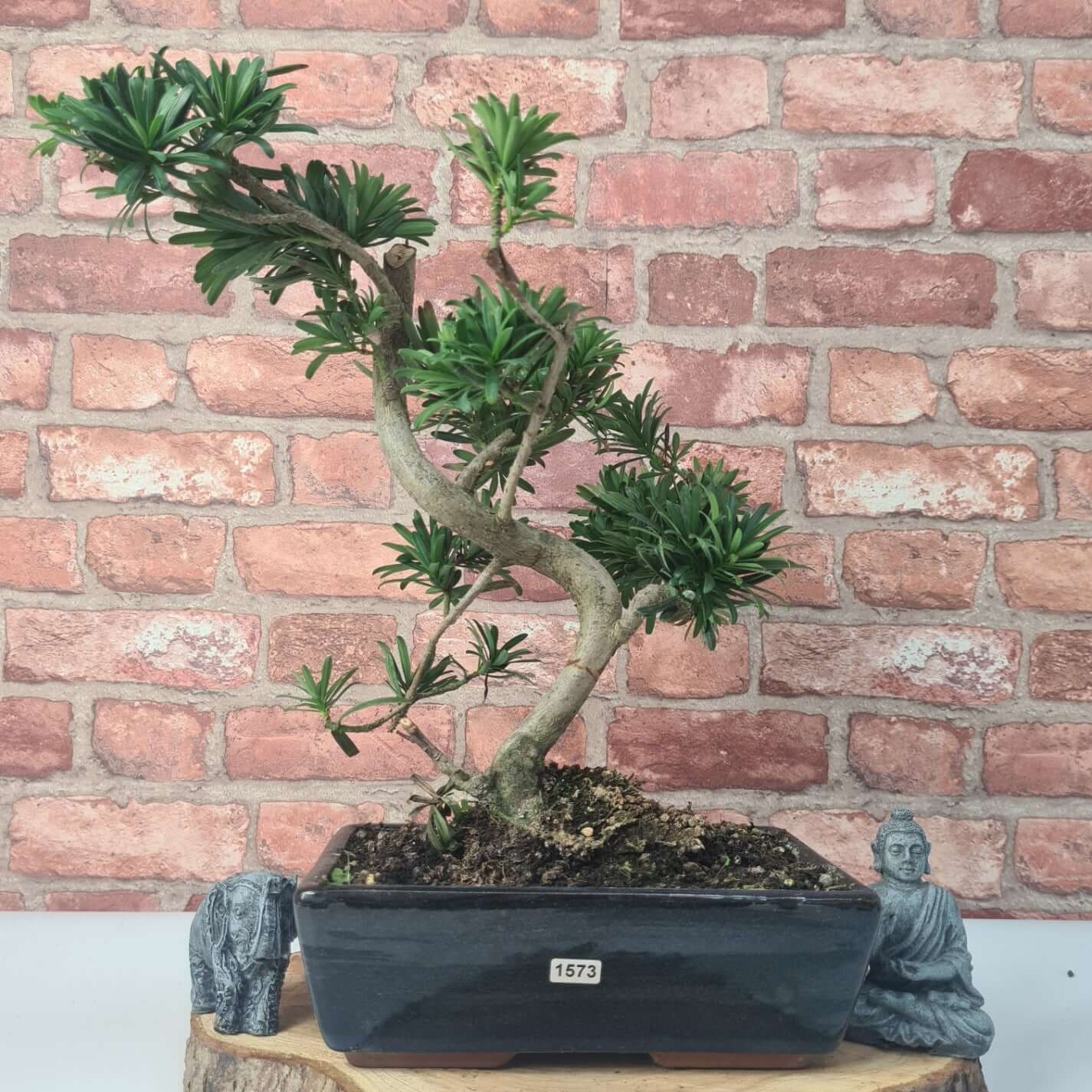 Buddhist Pine (Podocarpus Micro) Bonsai Tree | Shaped | In 25cm Pot