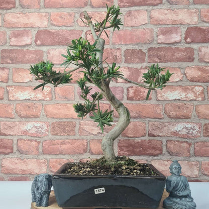 Buddhist Pine (Podocarpus Micro) Bonsai Tree | Shaped | In 25cm Pot