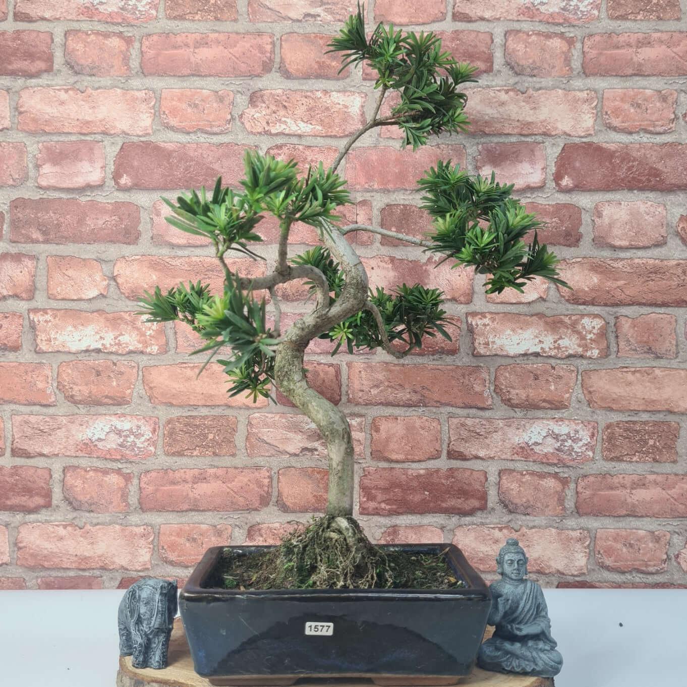 Buddhist Pine (Podocarpus Micro) Bonsai Tree | Shaped | In 25cm Pot