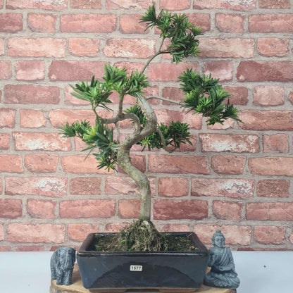 Buddhist Pine (Podocarpus Micro) Bonsai Tree | Shaped | In 25cm Pot