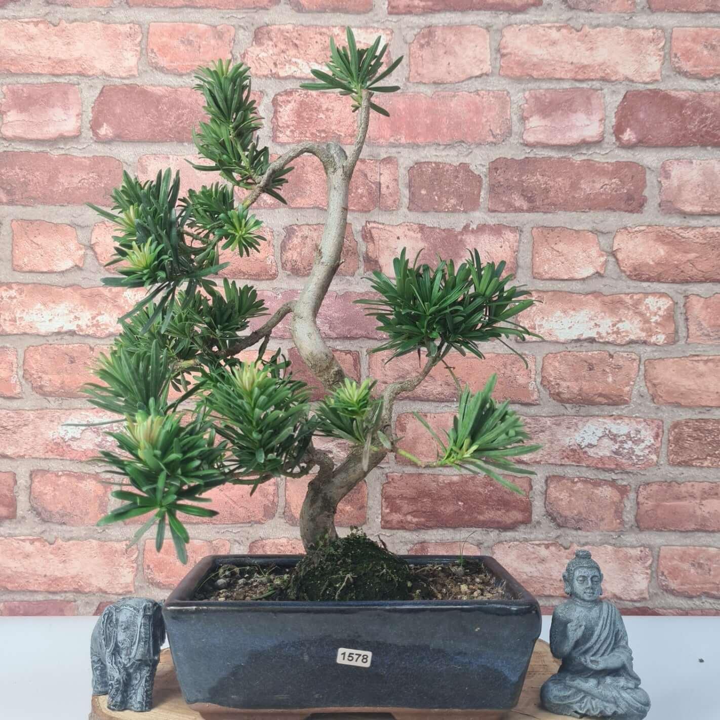 Buddhist Pine (Podocarpus Micro) Bonsai Tree | Shaped | In 25cm Pot