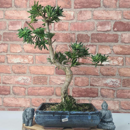 Buddhist Pine (Podocarpus Micro) Bonsai Tree | Shaped | In 25cm Pot
