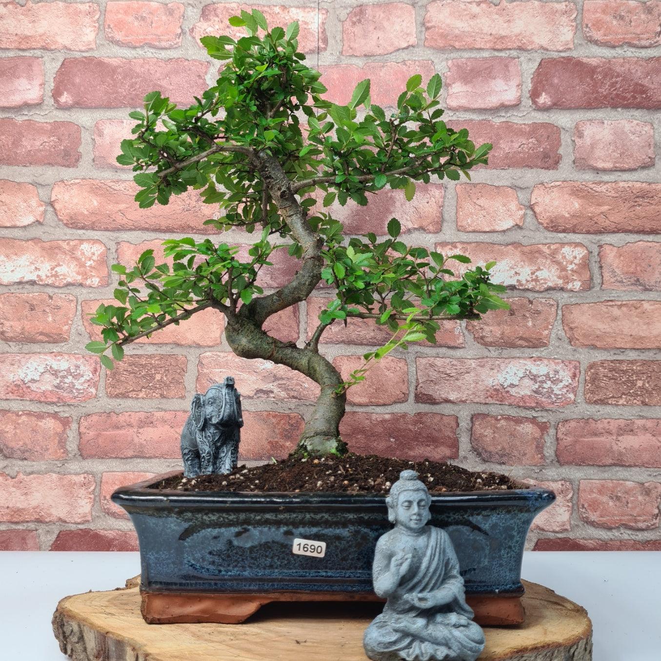 Chinese Elm (Ulmus Parvifolia) Bonsai Tree | Shaped | In 30cm Pot