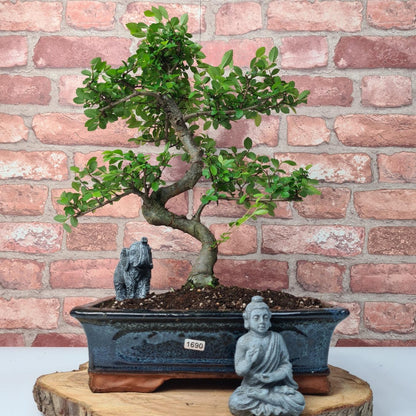 Chinese Elm (Ulmus Parvifolia) Bonsai Tree | Shaped | In 30cm Pot