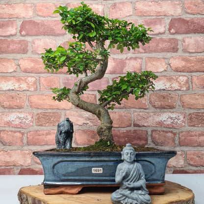 Chinese Elm (Ulmus Parvifolia) Bonsai Tree | Shaped | In 30cm Pot