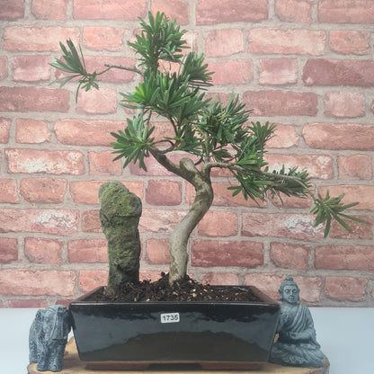 Buddhist Pine (Podocarpus Micro) Bonsai Tree | Shaped | In 25cm Pot