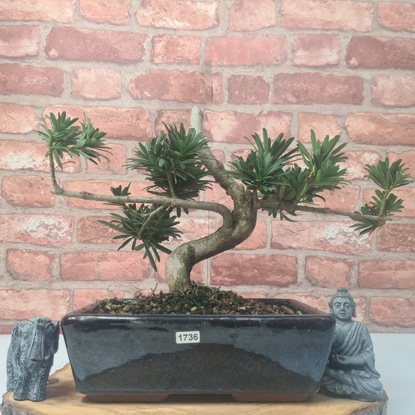 Buddhist Pine (Podocarpus Micro) Bonsai Tree | Shaped | In 25cm Pot