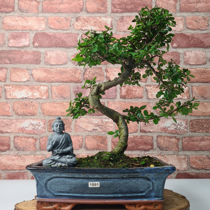 Chinese Elm (Ulmus Parvifolia) Bonsai Tree | Shaped | In 30cm Pot