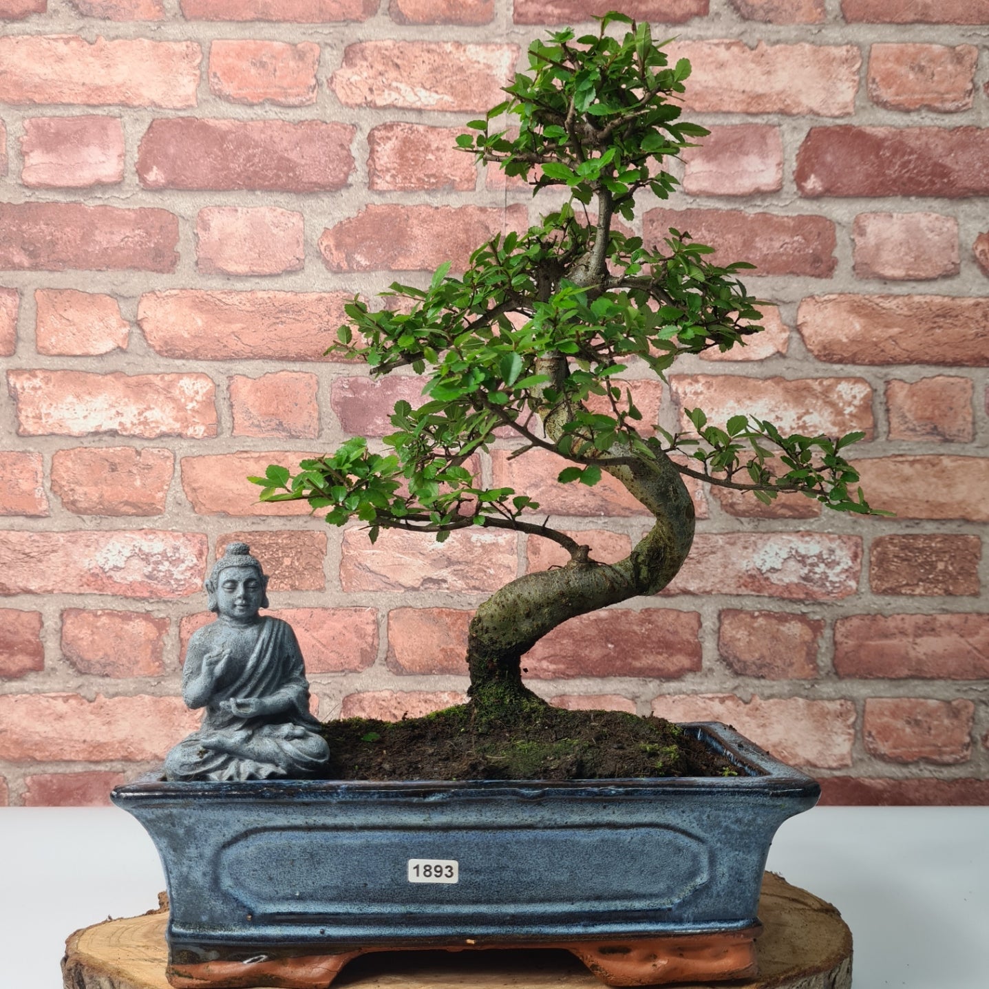 Chinese Elm (Ulmus Parvifolia) Bonsai Tree | Shaped | In 30cm Pot