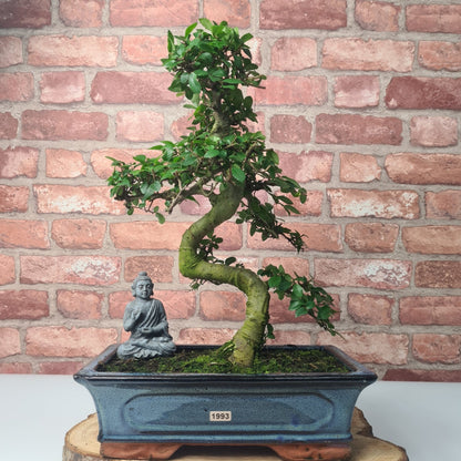 Chinese Elm (Ulmus Parvifolia) Bonsai Tree | Shaped | In 30cm Pot