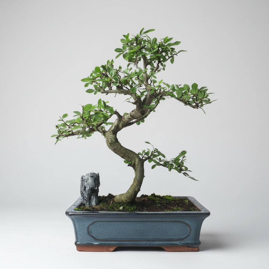 Chinese Elm (Ulmus Parvifolia) Bonsai Tree | Shaped | In 30cm Pot  Bonsai Tree BlissVeranda