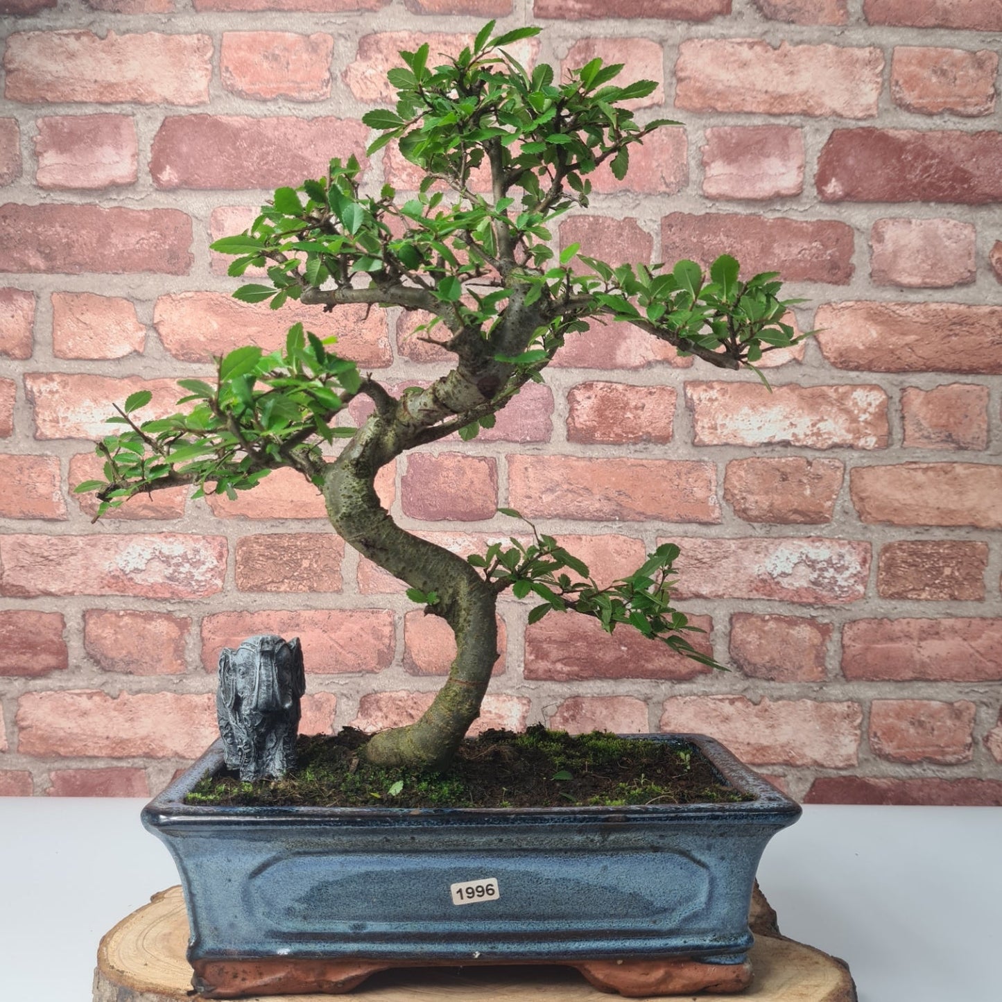 Chinese Elm (Ulmus Parvifolia) Bonsai Tree | Shaped | In 30cm Pot