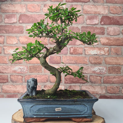 Chinese Elm (Ulmus Parvifolia) Bonsai Tree | Shaped | In 30cm Pot