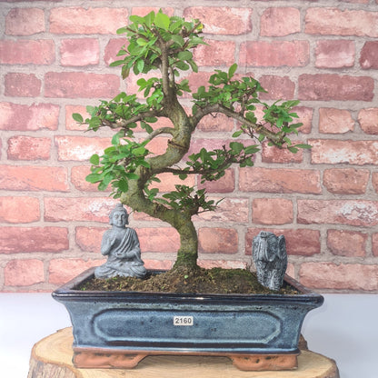 Chinese Elm (Ulmus Parvifolia) Bonsai Tree | Shaped | In 30cm Pot