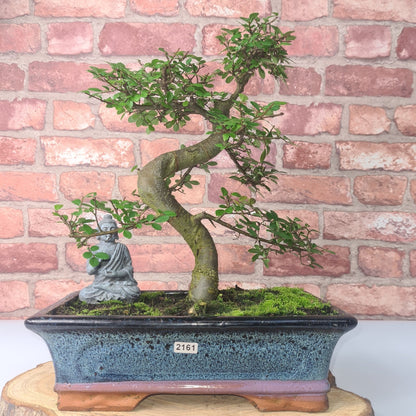 Chinese Elm (Ulmus Parvifolia) Bonsai Tree | Shaped | In 30cm Pot