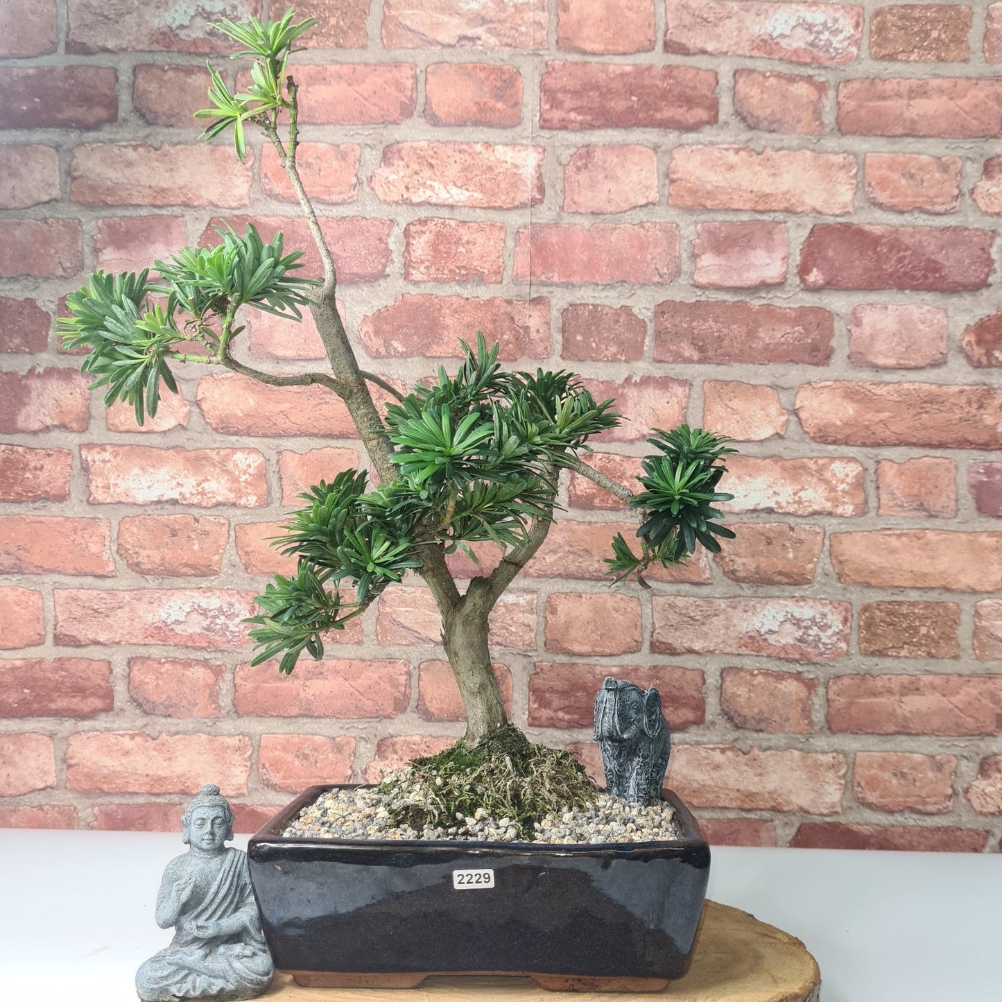 Buddhist Pine (Podocarpus Micro) Bonsai Tree | Shaped | In 25cm Pot