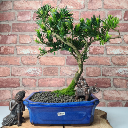 Buddhist Pine (Podocarpus Micro) Bonsai Tree | Shaped | In 25cm Pot