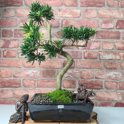 Buddhist Pine (Podocarpus Micro) Bonsai Tree | Shaped | In 30cm Pot