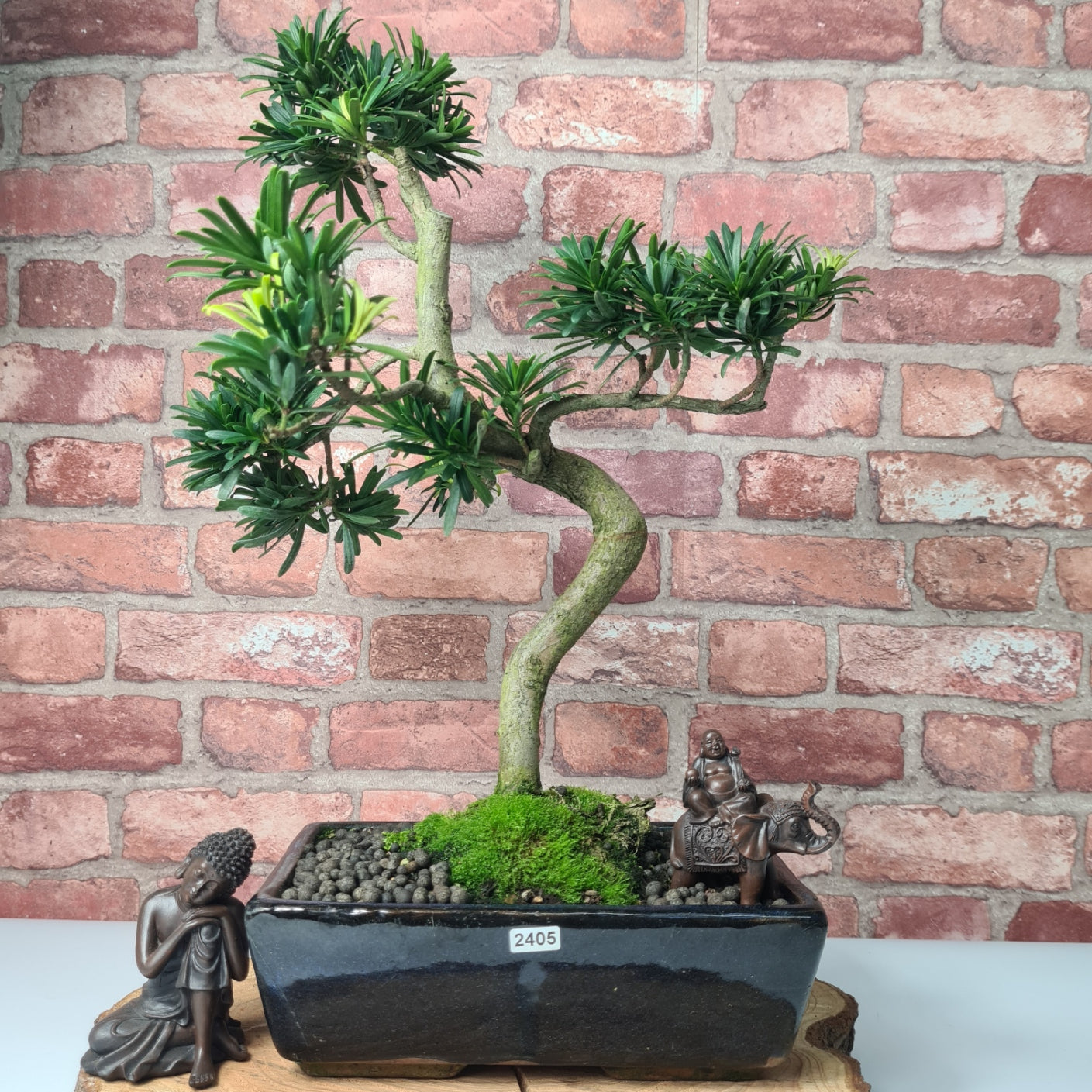 Buddhist Pine (Podocarpus Micro) Bonsai Tree | Shaped | In 25cm Pot