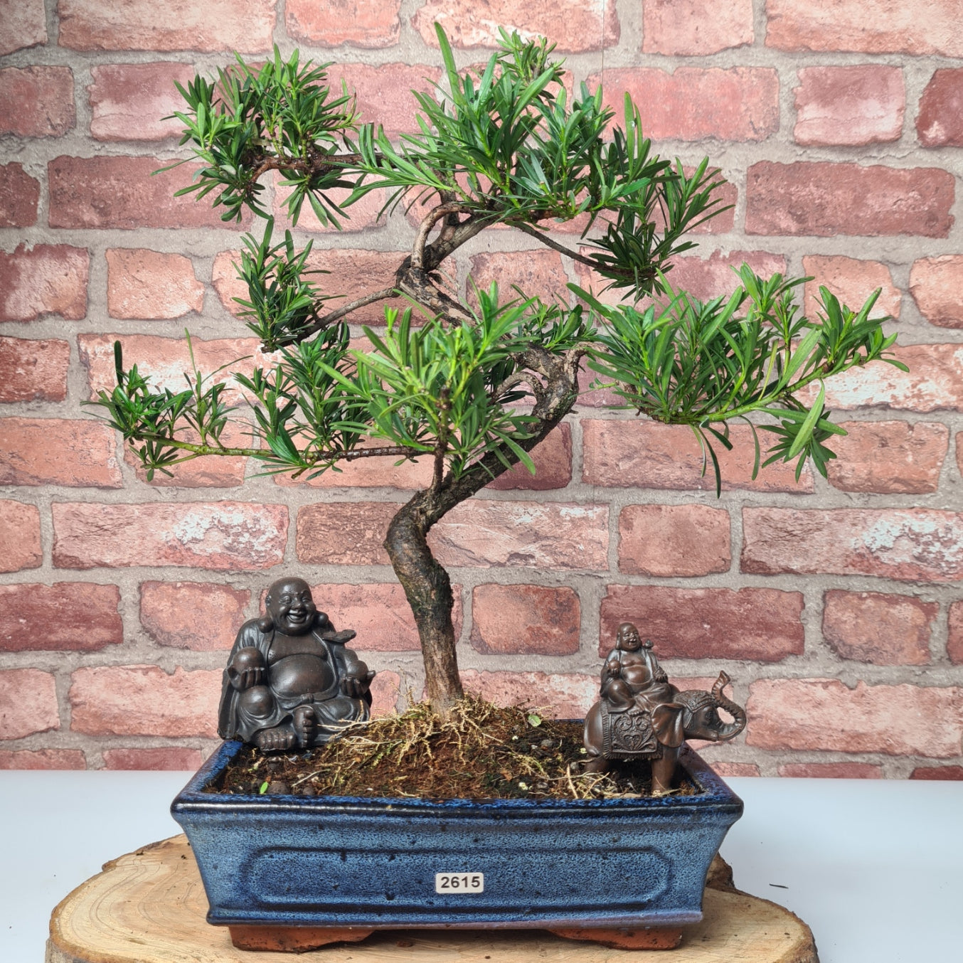 Buddhist Pine (Podocarpus Micro) Bonsai Tree | Shaped | In 25cm Pot