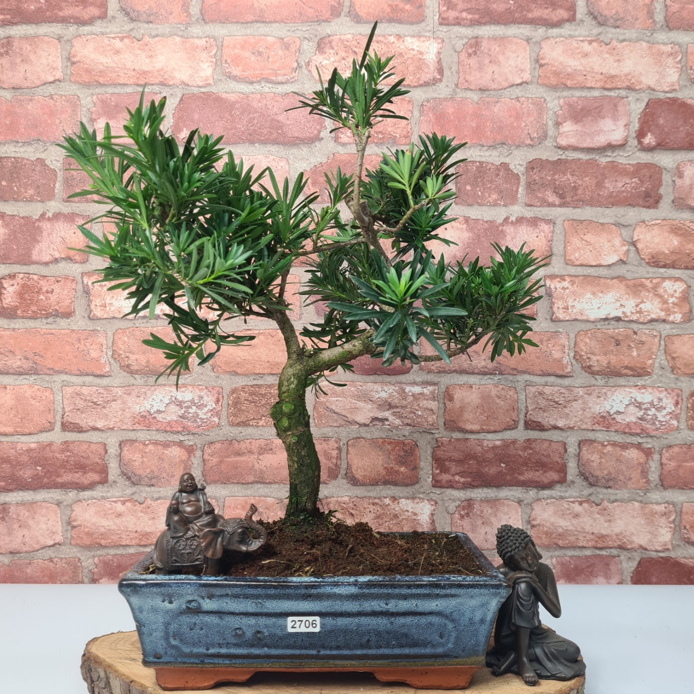Buddhist Pine (Podocarpus Micro) Bonsai Tree | Shaped | In 30cm Pot