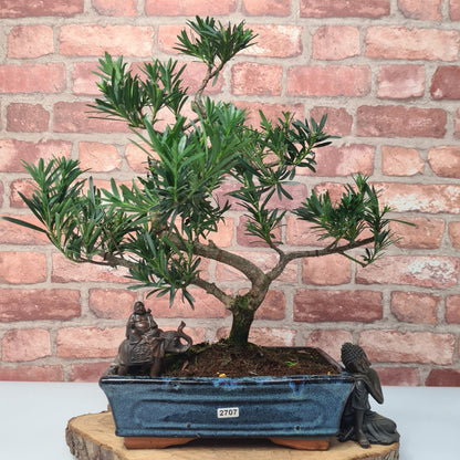 Buddhist Pine (Podocarpus Micro) Bonsai Tree | Shaped | In 30cm Pot