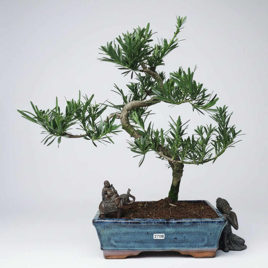 Buddhist Pine (Podocarpus Micro) Bonsai Tree | Shaped | In 25cm Pot  Bonsai Tree BlissVeranda