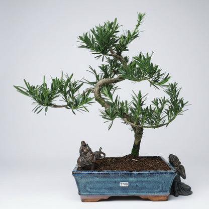 Buddhist Pine (Podocarpus Micro) Bonsai Tree | Shaped | In 25cm Pot  Bonsai Tree BlissVeranda