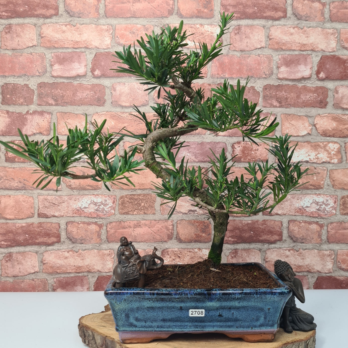 Buddhist Pine (Podocarpus Micro) Bonsai Tree | Shaped | In 25cm Pot