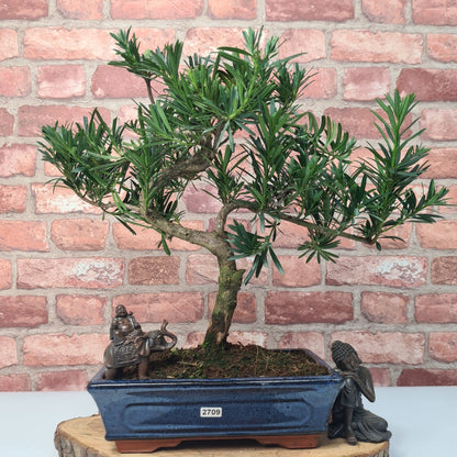 Buddhist Pine (Podocarpus Micro) Bonsai Tree | Shaped | In 25cm Pot