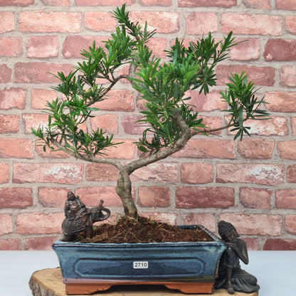Buddhist Pine (Podocarpus Micro) Bonsai Tree | Shaped | In 30cm Pot