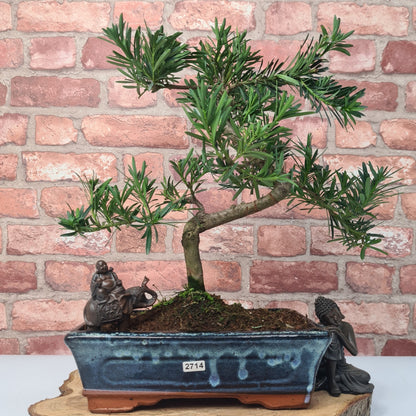 Buddhist Pine (Podocarpus Micro) Bonsai Tree | Shaped | In 25cm Pot