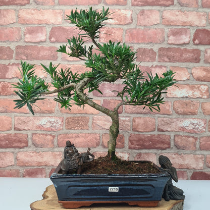 Buddhist Pine (Podocarpus Micro) Bonsai Tree | Shaped | In 25cm Pot