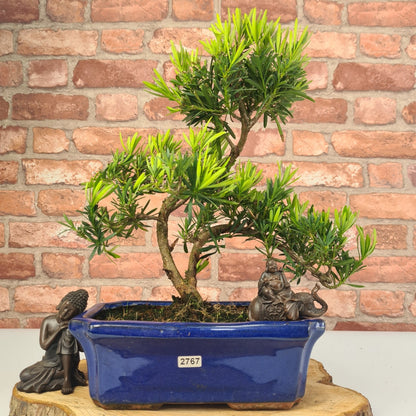 Buddhist Pine (Podocarpus Micro) Bonsai Tree | Shaped | In 25cm Pot