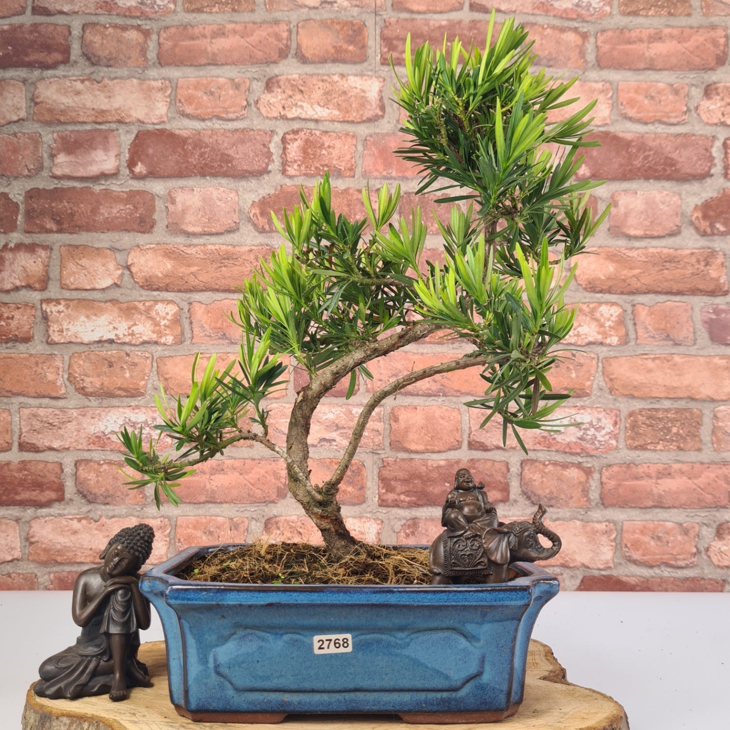 Buddhist Pine (Podocarpus Micro) Bonsai Tree | Shaped | In 25cm Pot