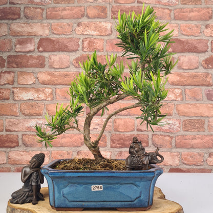 Buddhist Pine (Podocarpus Micro) Bonsai Tree | Shaped | In 25cm Pot