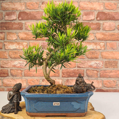 Buddhist Pine (Podocarpus Micro) Bonsai Tree | Shaped | In 25cm Pot