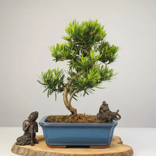 Buddhist Pine (Podocarpus Micro) Bonsai Tree | Shaped | In 30cm Pot Yorkshire Bonsai