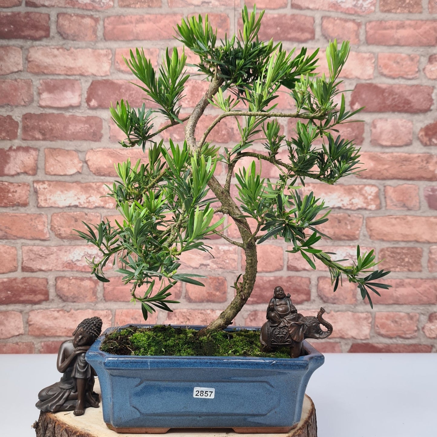 Buddhist Pine (Podocarpus Micro) Bonsai Tree | Shaped | In 25cm Pot