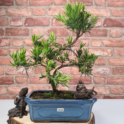 Buddhist Pine (Podocarpus Micro) Bonsai Tree | Shaped | In 25cm Pot
